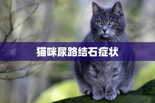 猫咪尿路结石症状